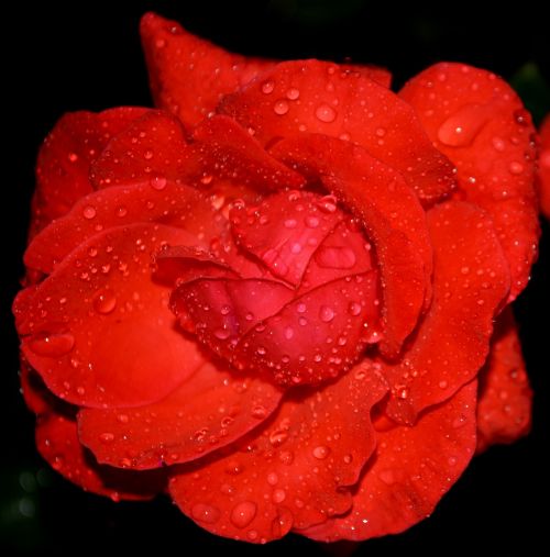 rose red dew