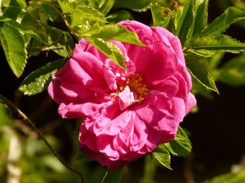 rose pink blossom