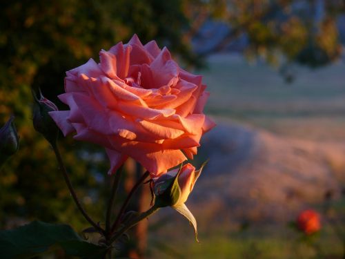 rose morning dew