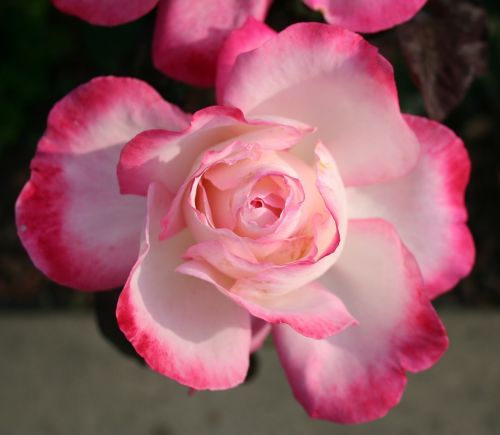 rose pink petal