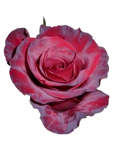 rose rose flower tea