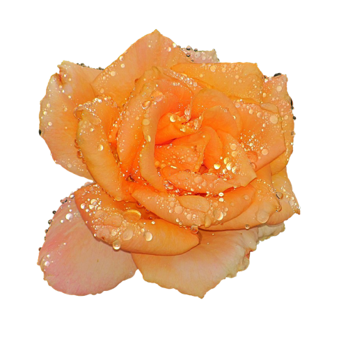 rose drops of water full bloom