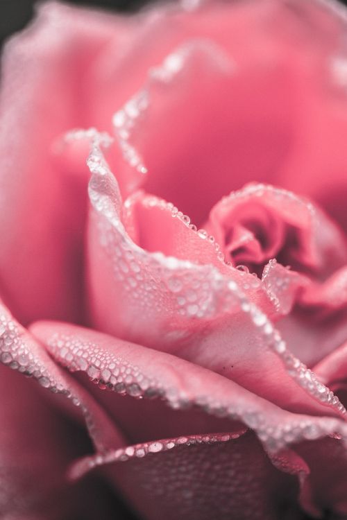 rose close up pink