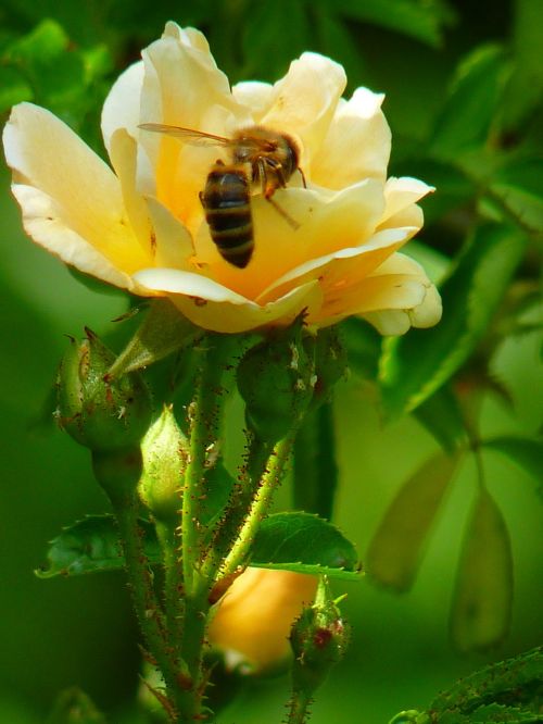 rose flower blossom