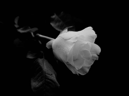 rose flower white roses