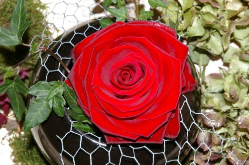 rose red rose flower