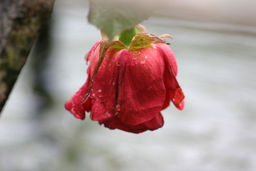 rose water plant