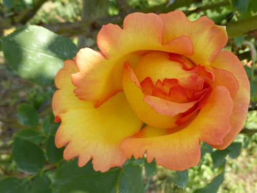 rose flower yellow