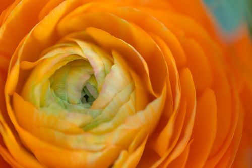 rose flower orange