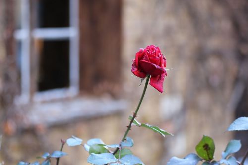 rose flower flowers flowers