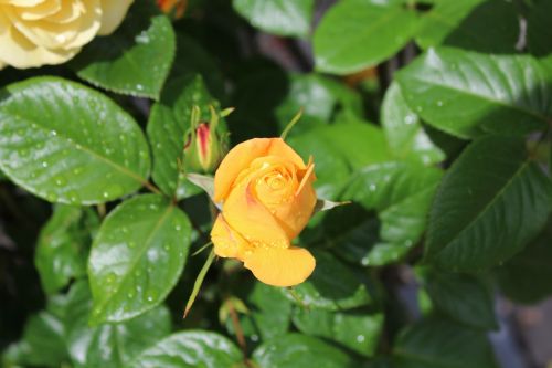 rose yellow garden