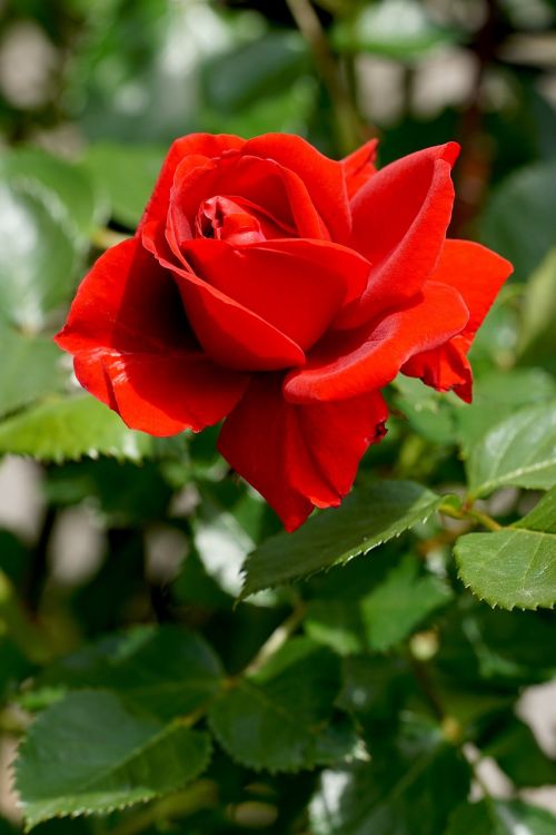 rose red nature
