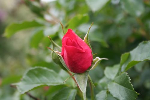 rose pink flower