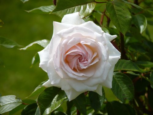 rose white perfect
