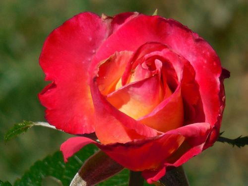 rose bloom flower