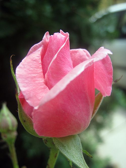 rose pink flower