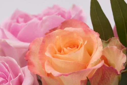 rose bouquet flower