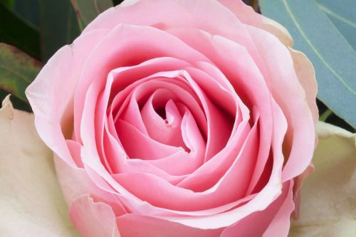 rose flower composites