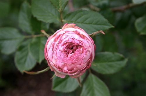 rose flower bud