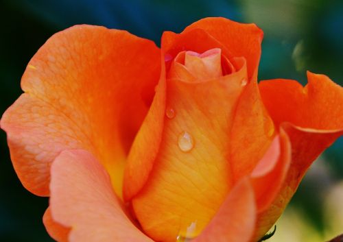 rose orange drop of water