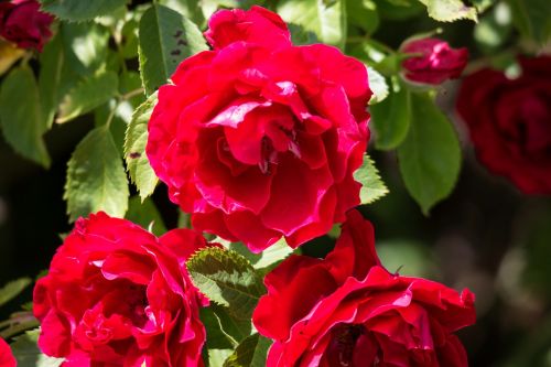 rose red rosenstock