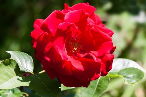 rose composites flowers