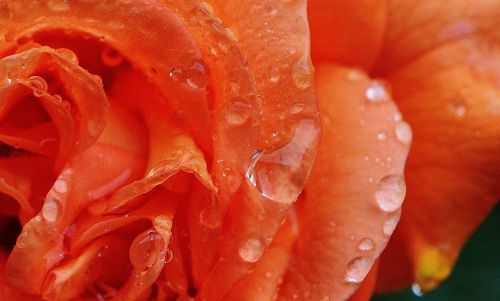 rose plant drop of water