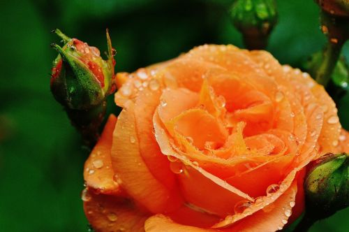 rose plant drop of water