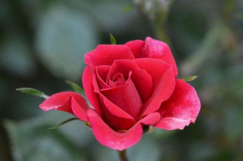 rose flower buds red