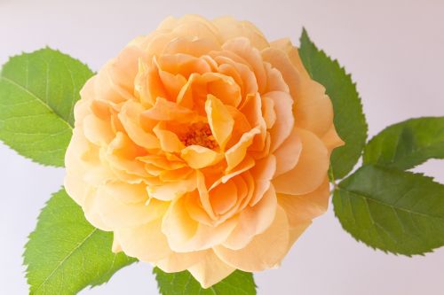 rose flower composites