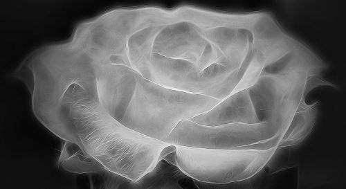 rose black and white rose bloom