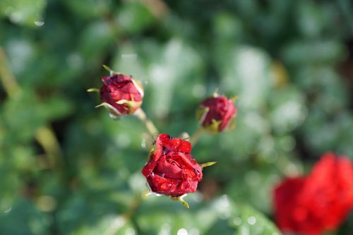 rose flower nature