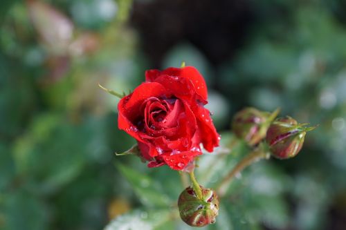 rose flower nature