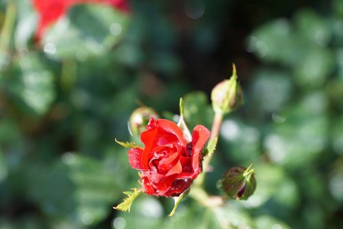 rose flower nature