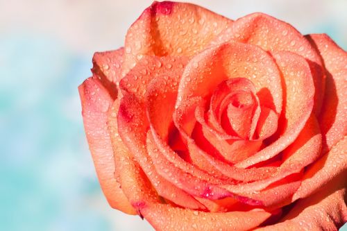 rose composites blossom