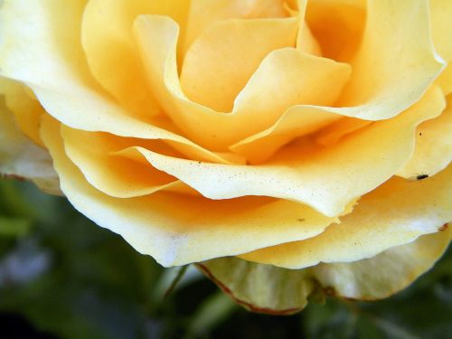 rose flower yellow roses