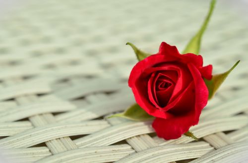 rose red rose romantic