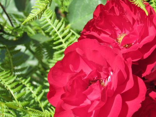 rose red flower