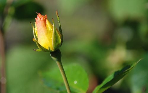 rose yellow flower