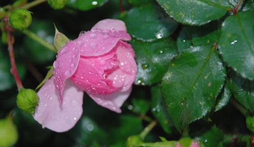 rose pink flower