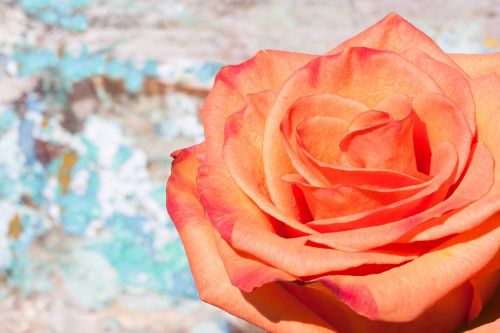 rose composites blossom