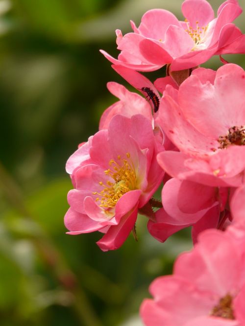 rose rose flower pink