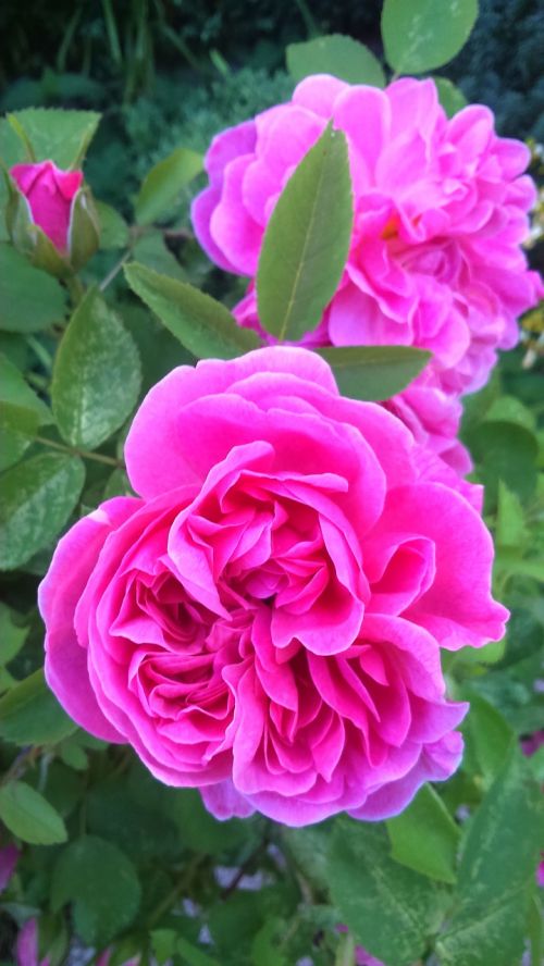 rose garden beauty