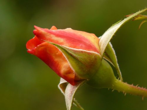 rose rosebud blossom