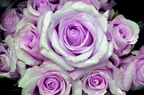 rose flower purple