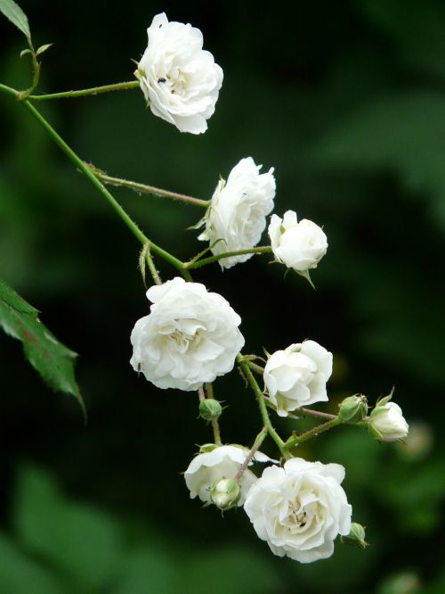 rose white shrub rose