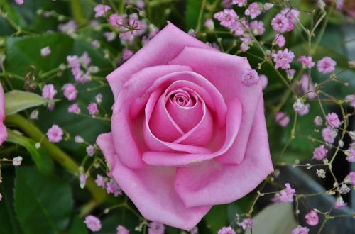 rose flower natural
