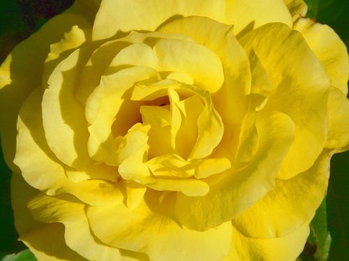 rose rose bloom yellow