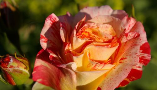 rose painter rose bi color