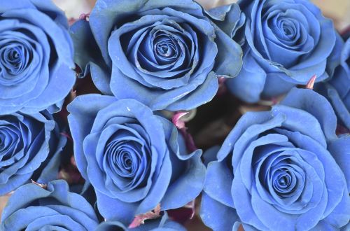 rose blue flower